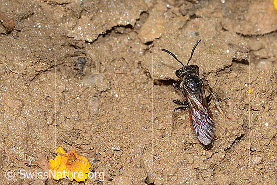 Photo: Sphecodes gibbus. Length 13mm. Female. View from above.