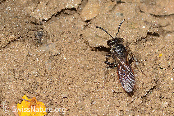 Photo: Sphecodes gibbus. Length 13mm. Female. View from above.