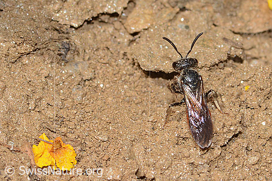 Foto: Sphecodes gibbus (Blutbiene). Länge 13mm. Weibchen. Ansicht von oben.