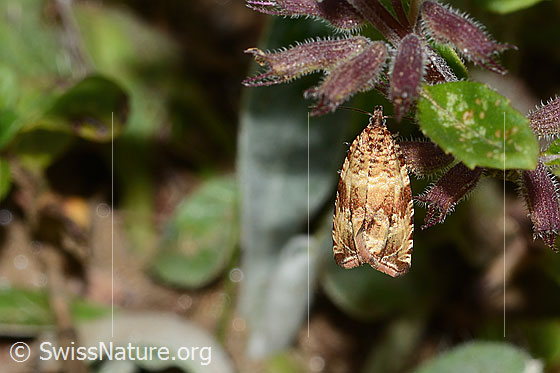 Teichwickler (Celypha lacunana)
