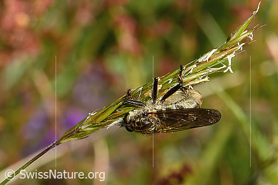 Foto: Berg-Raubfliege (Didysmachus picipes). Länge 14 - 18mm. Weibchen. Bei der Eiablage. Ansicht von oben.