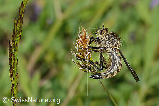 Foto: Berg-Raubfliege (Didysmachus picipes). Länge 14 - 18mm. Weibchen. Ansicht von der Seite.