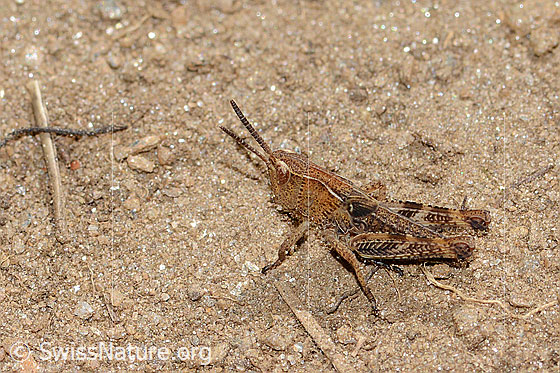 Photo: Gomphocerus sibiricus. Length 12mm. Nymph stage 3. View from the side.