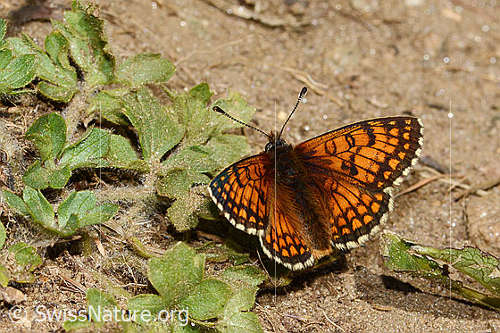 Photo: Melitaea athalia. Wings open. View from diagonally above.