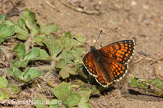 Photo: Melitaea athalia. Wings open. View from the side above.