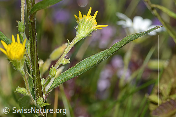 Foto: Alpen-Goldrute (Solidago virgaurea ssp. minuta). Blüten, Stängel und Blatt.