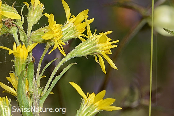 Foto: Alpen-Goldrute (Solidago virgaurea ssp. minuta). Blüten. Ansicht von der Seite.