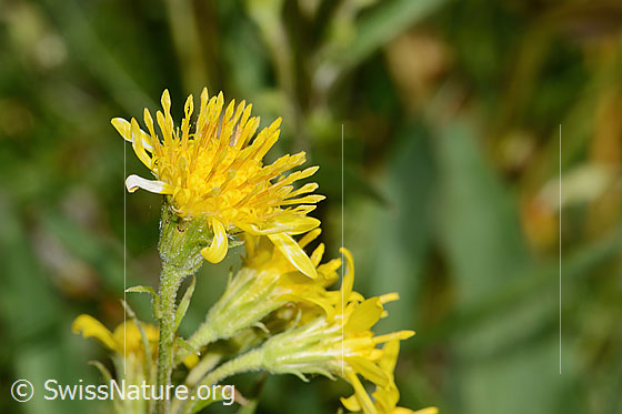 Foto: Alpen-Goldrute (Solidago virgaurea ssp. minuta). Blüte.