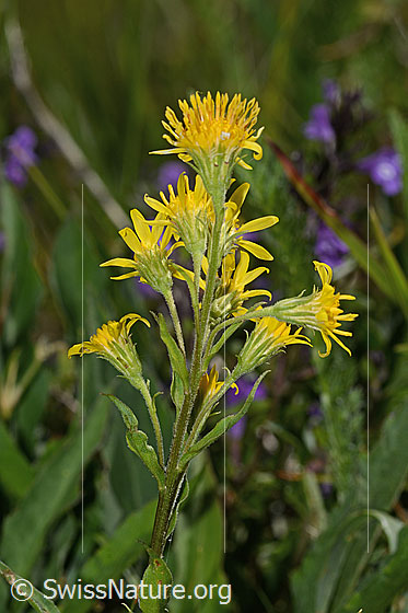 Foto: Alpen-Goldrute (Solidago virgaurea ssp. minuta). Blüten.