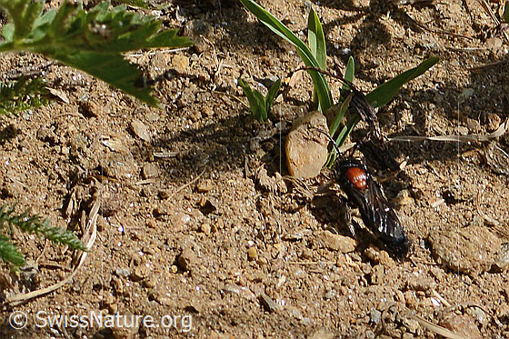 Photo: Mutilla europaea. Length 10 - 17mm. Male. View from behind top.
