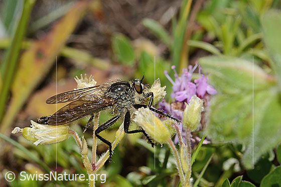 Foto: Berg-Raubfliege (Didysmachus picipes). Länge 14 - 18mm. Männchen. Ansicht von der Seite.