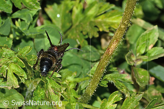 Photo: Mutilla europaea. Length 10 - 17mm. Male. View from behind.