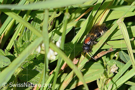 Photo: Mutilla europaea. Length 10 - 17mm. Male. View from top front. 