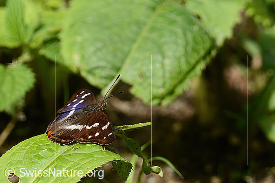 Foto: Grosser Schillerfalter (Apatura iris). Flügel geöffnet. Ansicht von der Seite.