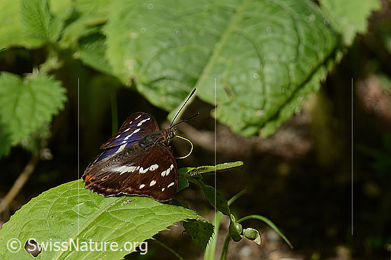 Foto: Grosser Schillerfalter (Apatura iris). Flügel geöffnet. Der Rüssel ist fast in seiner vollen Länge zu sehen. Ansicht von der Seite.