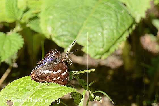 Foto: Grosser Schillerfalter (Apatura iris). Flügel geöffnet. Der aufgerollte Rüssel ist gut zu sehen. Ansicht von der Seite.