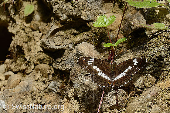 Foto: Grosser Schillerfalter (Apatura iris). Flügel geöffnet. Ansicht von oben.