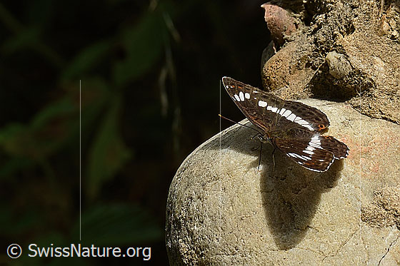 Photo: Apatura iris. Wings open. View diagonally from the front.