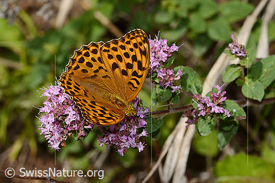 Photo: Argynnis paphia on Origanum vulgare. Female. Wings open. View from diagonally above.