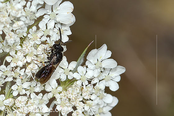 Photo: Hylaeus communis on Daucus carota ssp. carota. View from diagonally above.