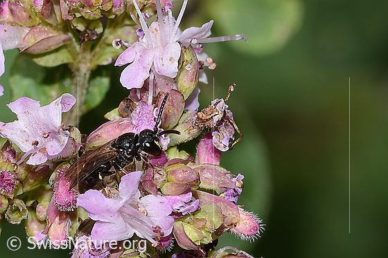 Gewöhnliche Maskenbiene (Hylaeus communis) auf Echtem Dost (Origanum vulgare)