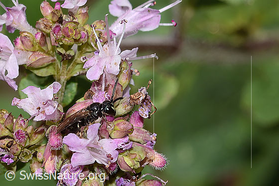 Photo: Probably Hylaeus communis on Origanum vulgare. Length 5mm. Female. View diagonally from the front.
