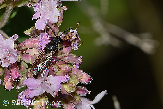 Photo: Probably Hylaeus communis on Origanum vulgare. Length 5mm. Female. View from diagonally above.