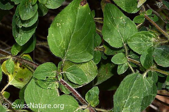 Photo: Origanum vulgare. Leaves and stem.