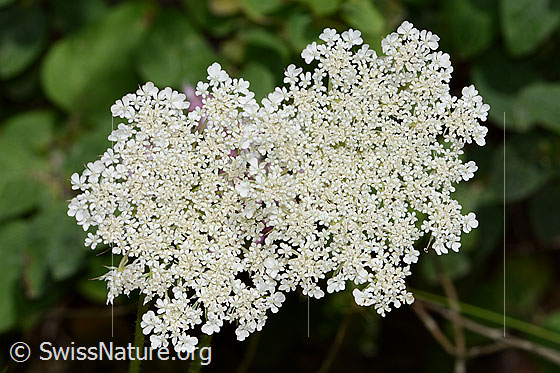 Wilde Möhre (Daucus carota ssp. carota)