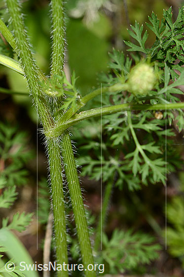 Photo: Probably Daucus carota ssp. Carota. Stem and leaves.