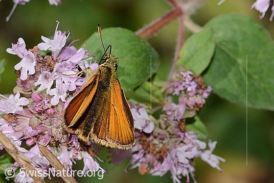 Foto: Braunkolbiger Braundickkopffalter (Thymelicus sylvestris) auf Echtem Dost (Origanum vulgare). Ansicht von oben.