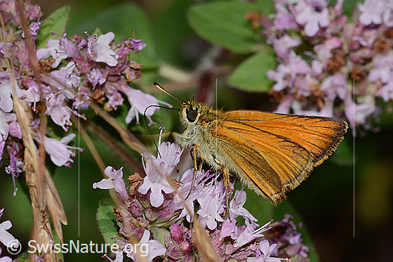 Photo: Thymelicus sylvestris on Origanum vulgare. View from the side.