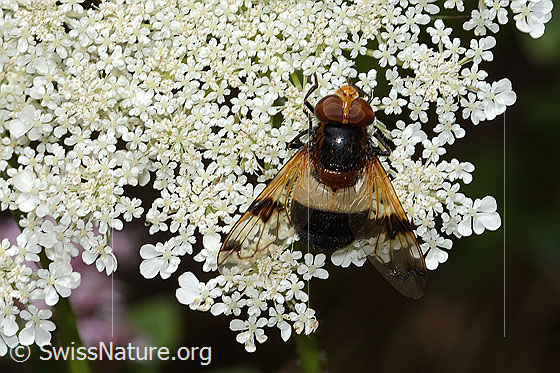 Foto: Gemeine Waldschwebfliege (Volucella pellucens) auf Wilder Möhre (Daucus carota ssp. carota). Ansicht von oben.
