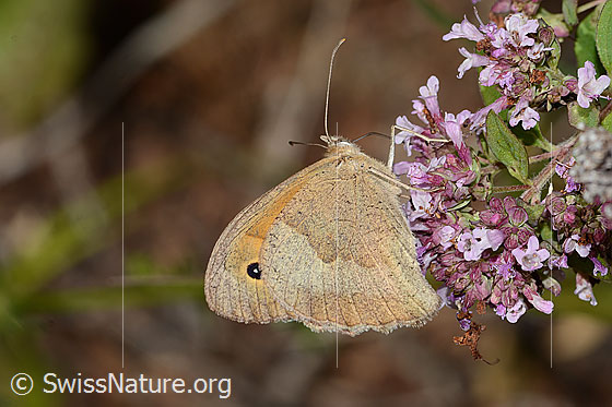 Photo: Maniola jurtina on Origanum vulgare. Female. Wings closed. View from the side.