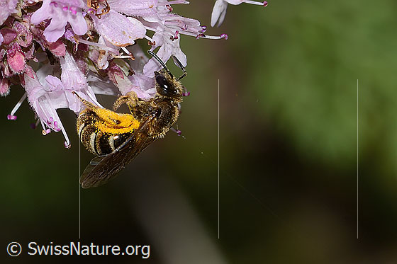 Weissbinden-Schmalbiene (Lasioglossum leucozonium) auf Echtem Dost (Origanum vulgare)