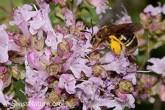 Foto: Wahrscheinlich Weissbinden-Schmalbiene (Lasioglossum leucozonium) auf Echtem Dost (Origanum vulgare). Länge 8mm. Weibchen. Ansicht von der Seite. Mit vielen gelben Pollen beladen.