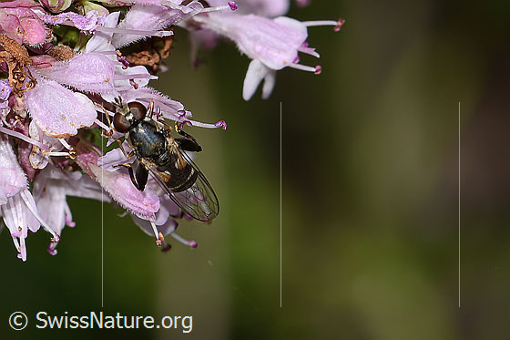 Photo: Syritta pipiens on Origanum vulgare. Length 7mm. Female. View from above. 