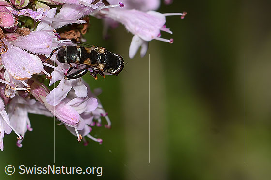 Foto: Gemeine Keulenschwebfliege (Syritta pipiens) auf Echtem Dost (Origanum vulgare). Länge 7mm. Weibchen. Ansicht von seitlich hinten oben. 