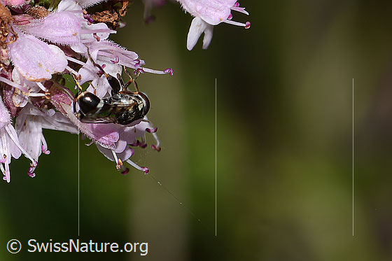 Foto: Gemeine Keulenschwebfliege (Syritta pipiens) auf Echtem Dost (Origanum vulgare). Länge 7mm. Weibchen. Ansicht von hinten.