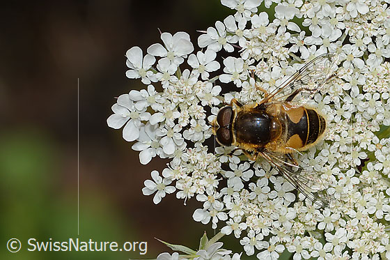 Foto: Mittlere Keilfleckschwebfliege (Eristalis interrupta) auf Wilde Möhre (Daucus carota ssp. carota). Länge 10 - 12mm. Männchen. Ansicht von oben.