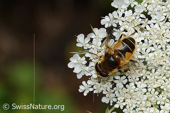 Foto: Mittlere Keilfleckschwebfliege (Eristalis interrupta) auf Wilde Möhre (Daucus carota ssp. carota). Länge 10 - 12mm. Männchen. Ansicht von oben.