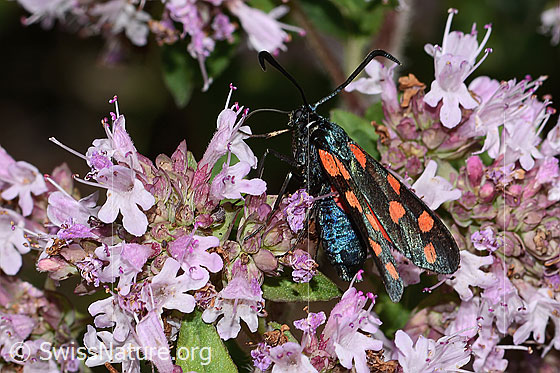 Foto: Gewöhnliches Widderchen (Zygaena filipendulae) auf Echtem Dost (Origanum vulgare). Ansicht von der Seite.