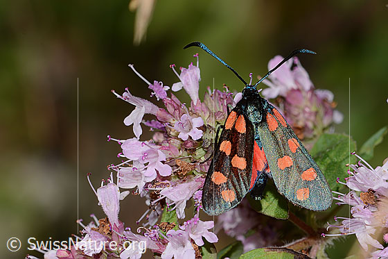 Foto: Gewöhnliches Widderchen (Zygaena filipendulae) auf Echtem Dost (Origanum vulgare). Flügel halb geöffnet. Ansicht von oben.