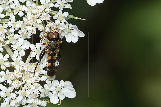 Foto: Gemeine Keulenschwebfliege (Syritta pipiens) auf Wilder Möhre (Daucus carota ssp. carota). Länge 7 - 9mm. Männchen. Ansicht von oben.