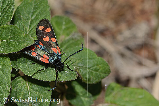 Photo: Zygaena filipendulae. View from diagonally above.