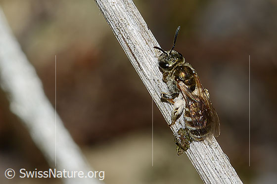 Foto: Wahrscheinlich Dunkelgrüne Schmalbiene (Lasioglossum morio). Länge 6mm. Weibchen. Ansicht von schräg oben.