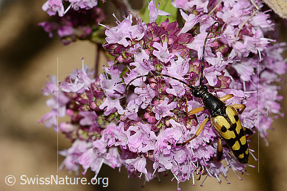 Foto: Gefleckter Schmalbock (Rutpela maculata) auf Echtem Dost (Origanum vulgare). Ansicht von oben.