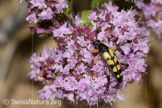Photo: Rutpela maculata on Origanum vulgare. View from diagonally above.