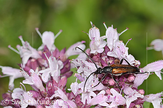 Photo: Stenurella melanura on Origanum vulgare. Length: 6-10mm. Male. View from diagonally above.