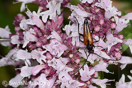 Foto: Kleiner Schmalbock (Stenurella melanura) auf Echtem Dost (Origanum vulgare). Länge: 6-10mm. Männchen. Ansicht von oben.